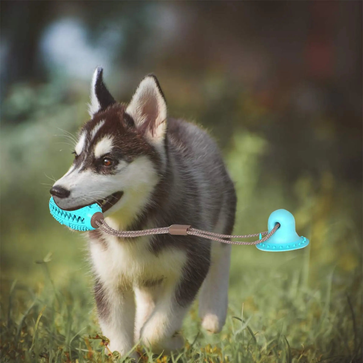 Husky puppy carrying a teal suction cup dog chew ball with tug rope outdoors on grass