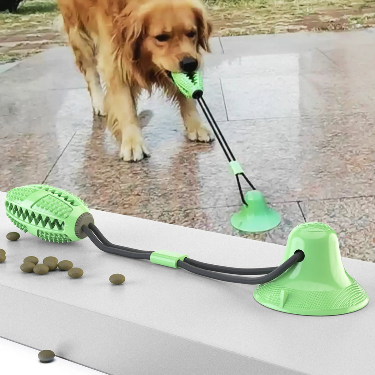 Green rugby-style treat ball dog toy with suction base, dog holding the tug handle