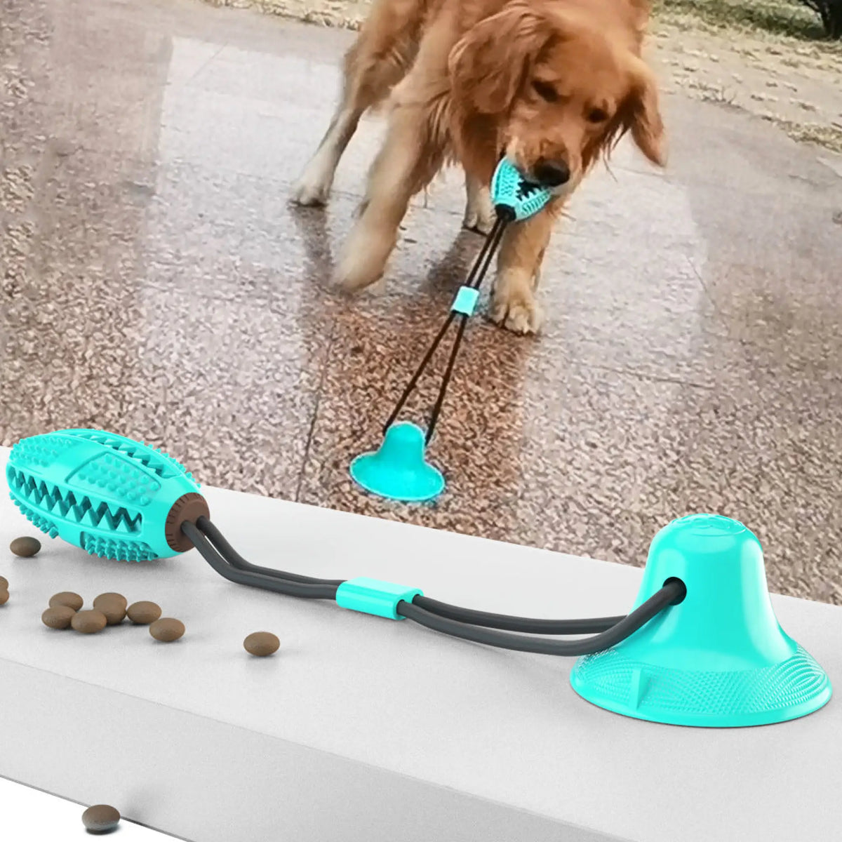 Teal football-shaped suction cup dog chew toy with rope and a golden retriever pulling it