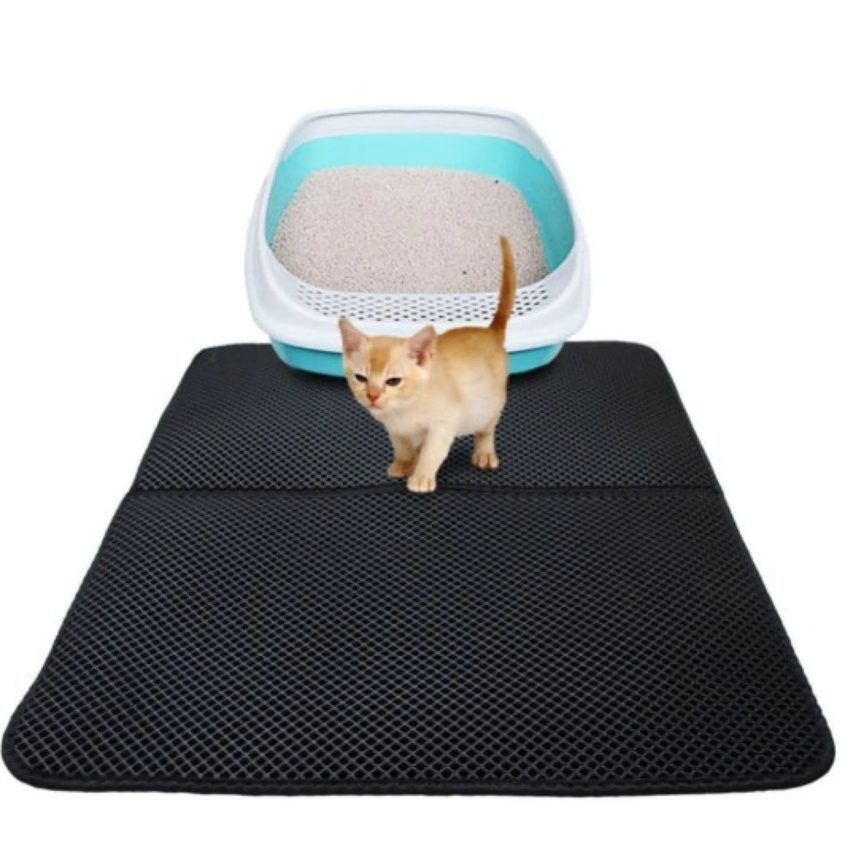 Kitten standing on a black foldable litter mat in front of a teal open litter tray
