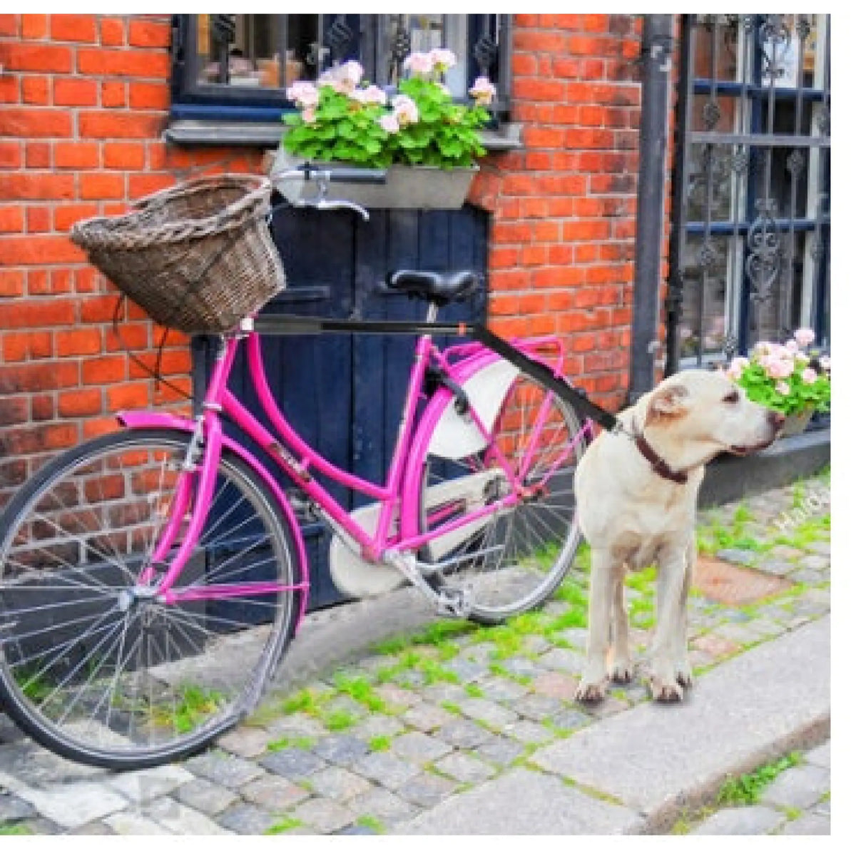 Dog walking beside a pink bicycle while attached to a bike-mounted dog leash