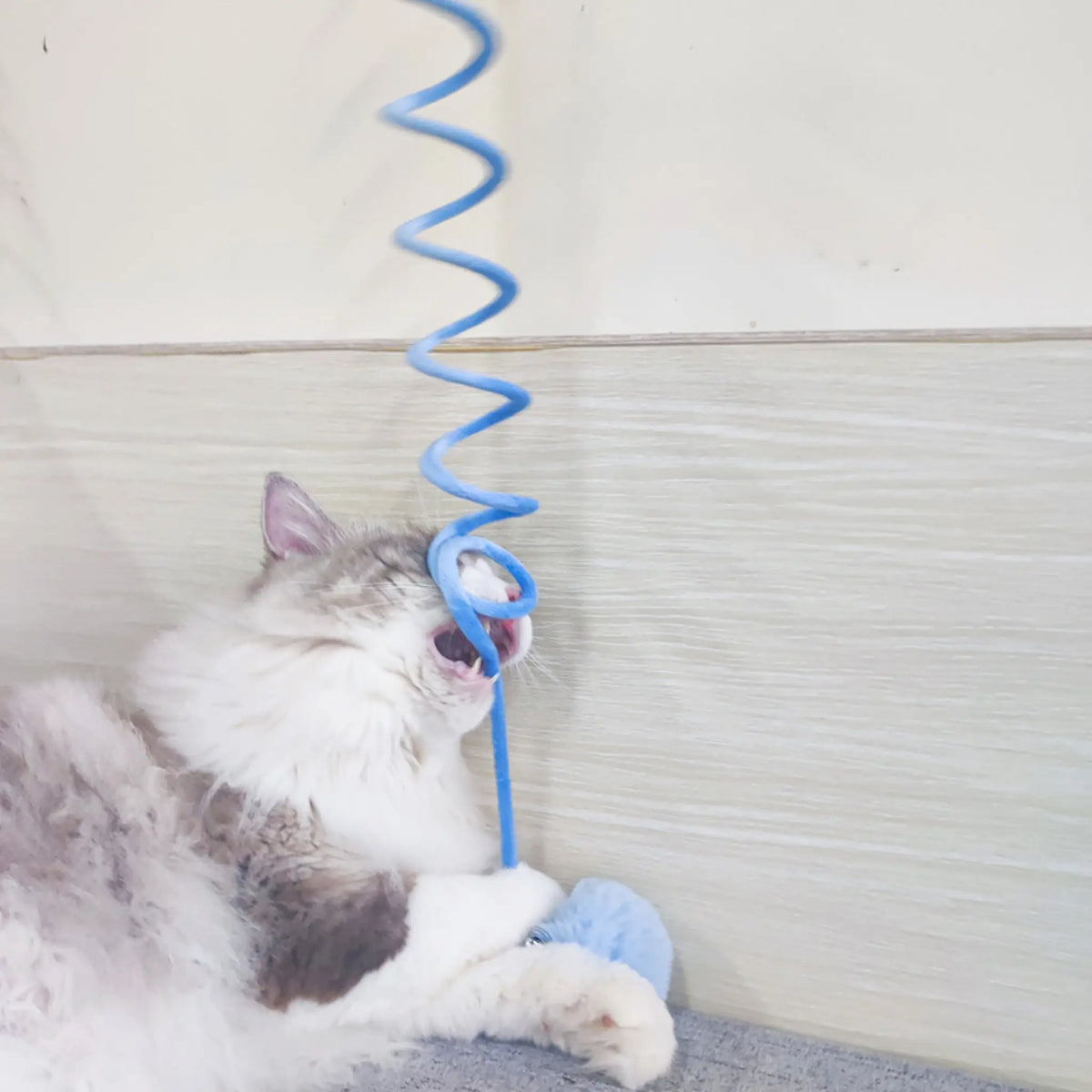 Cat chewing and playing with a blue stretchy spring cat toy next to a plush pom-pom ball