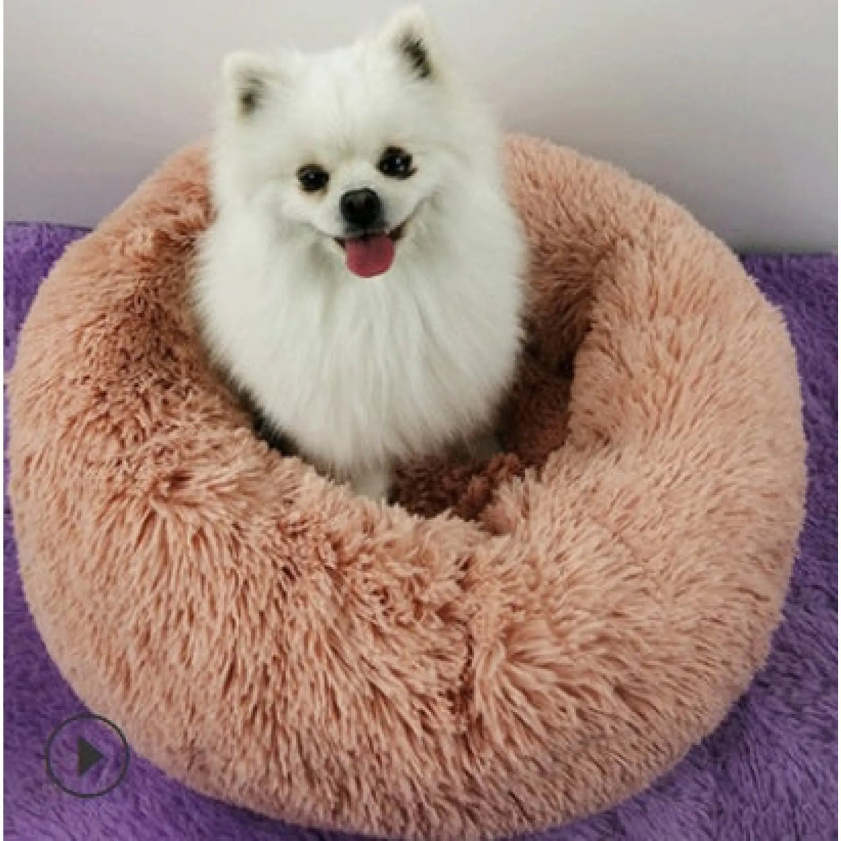 White small dog sitting in a peach plush calming donut pet bed